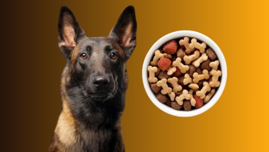 Feeding Guidelines for German Shepherd Malinois mix