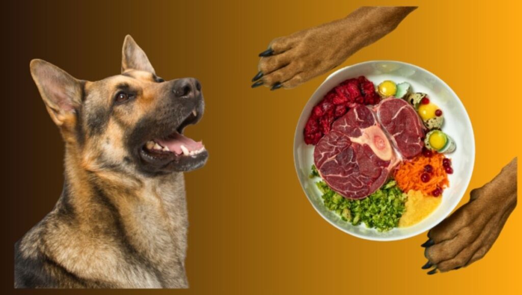 Food for Husky German Shepherd Dog mix