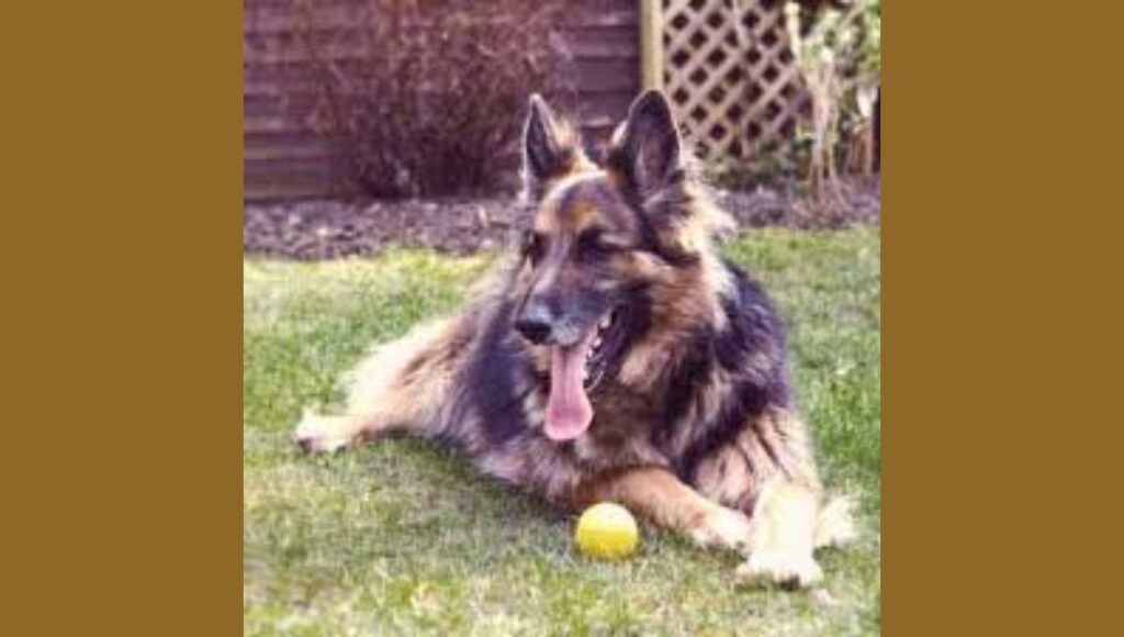Grooming Essentials for Long-Haired German Shepherd