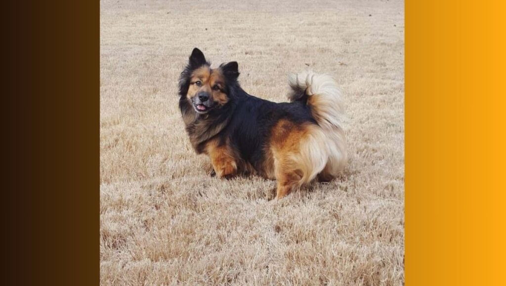 Grooming Requirements for Corgi German Shepherd mix