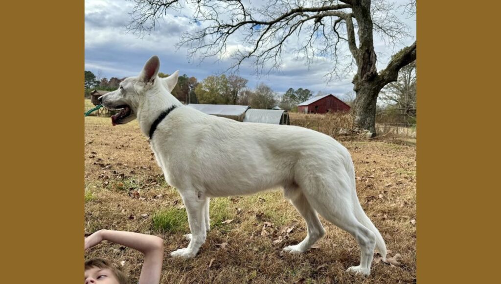 Grooming Requirements for White Blue German Shepherd