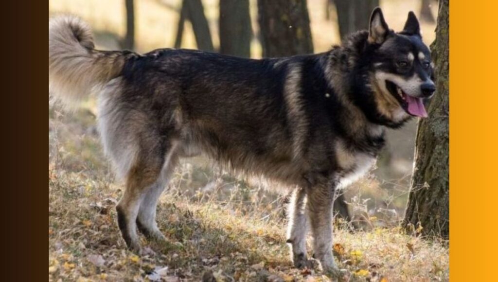 Grooming and Maintenance of Husky German Shepherd Dog mix