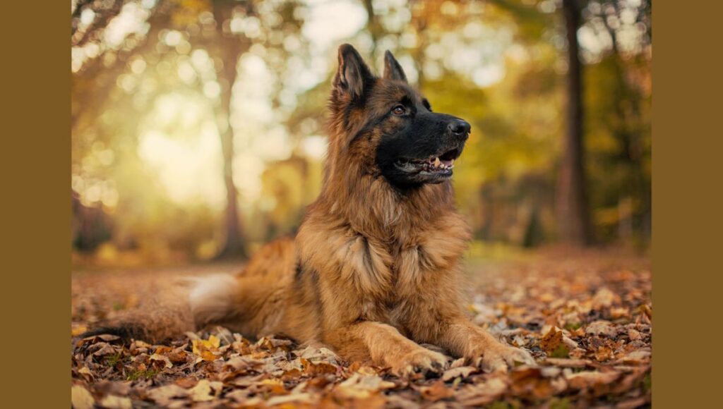 Health Concerns and Lifespan of European German Shepherd