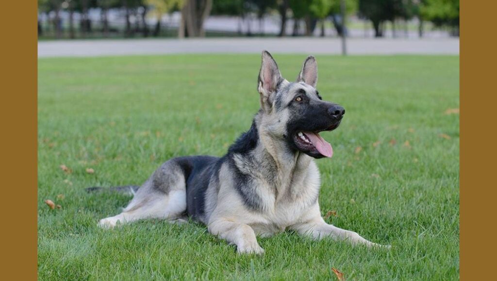 Health Considerations for Silver Black German Shepherd