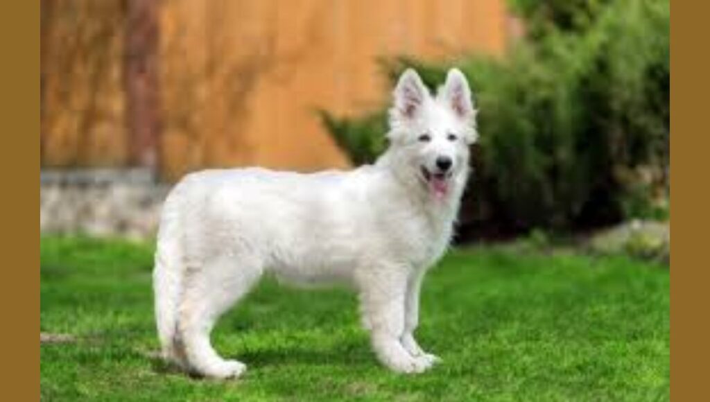 Health Considerations for white German Shepherd Puppy