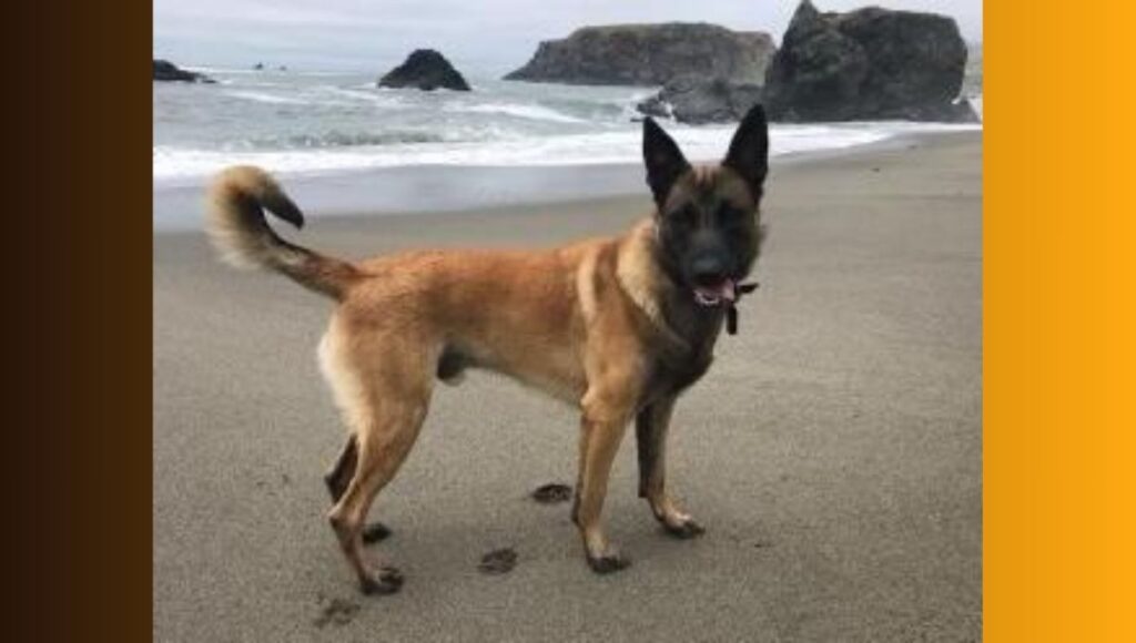Health Issues for German Shepherd Malinois mix
