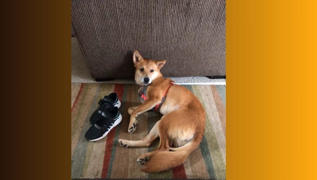Health Issues for Shiba Inu German Shepherd Mix