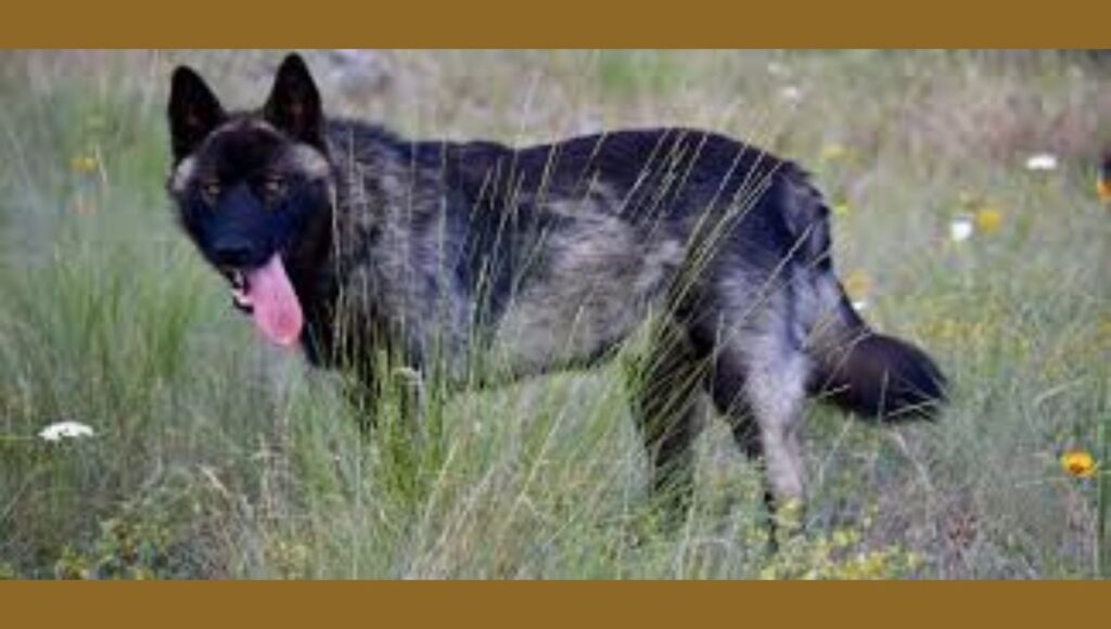 Health Issues in American Alsatian dog