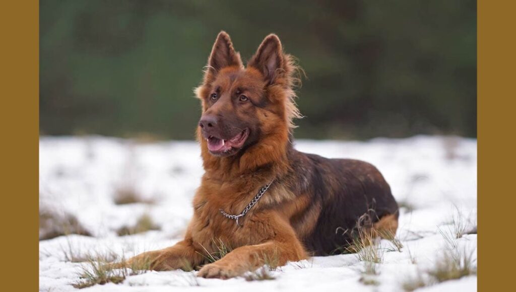 Health Issues in Red German Shepherd