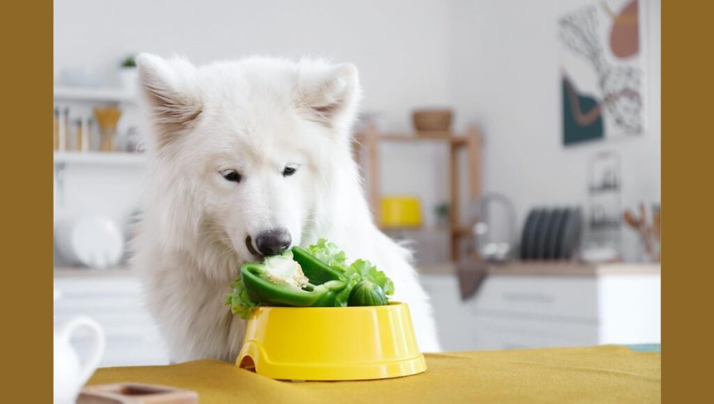 Healthy Diet for White Blue German Shepherd