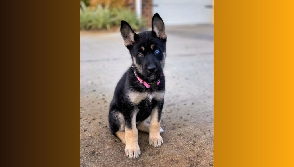 Husky and German Shepherd mix puppy