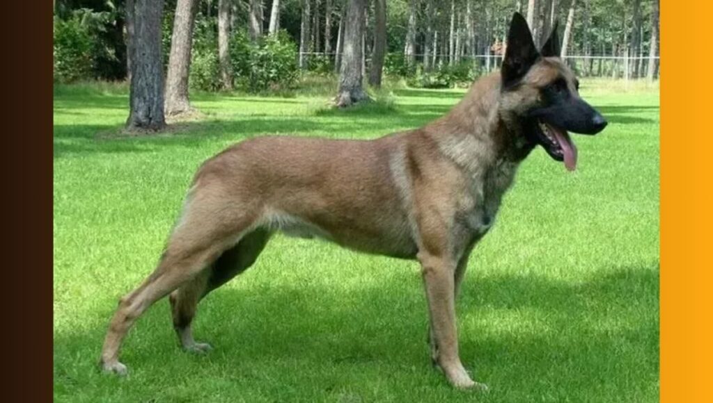 Keeping German Shepherd Malinois mix Active and Healthy