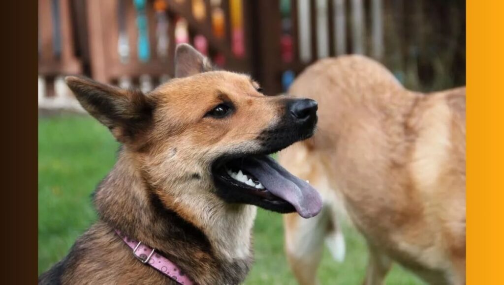 Keeping Shiba Inu German Shepherd Mix Active