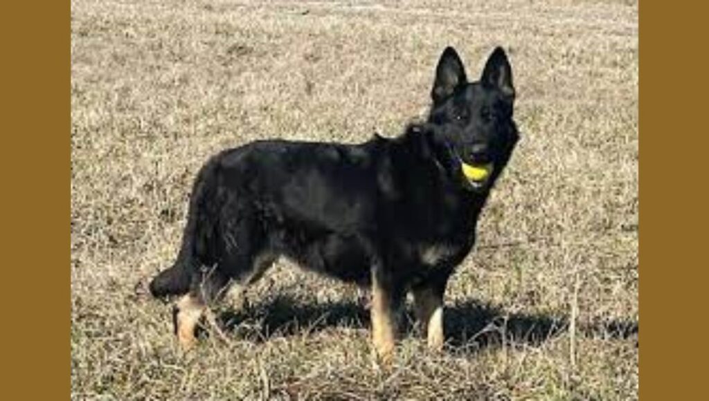 Keeping Your Czech German Shepherd Active
