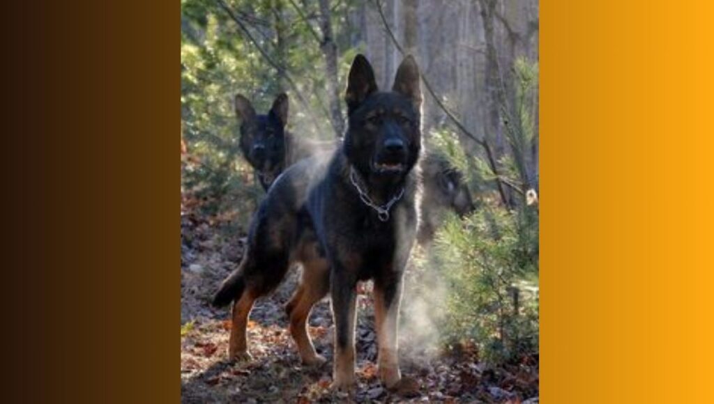 Key Traits and Temperament of DDR German Shepherd