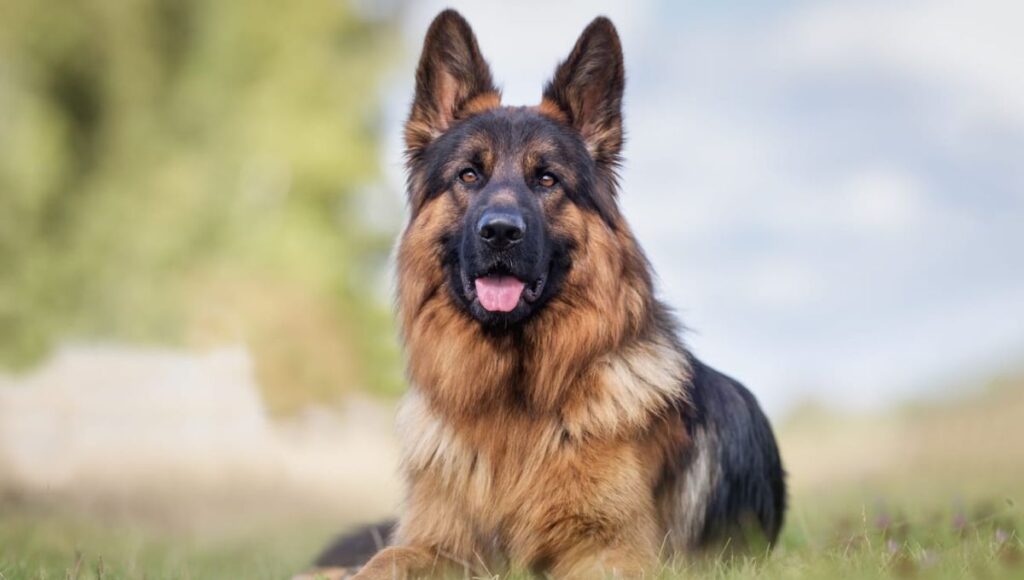 Long-Haired German Shepherd