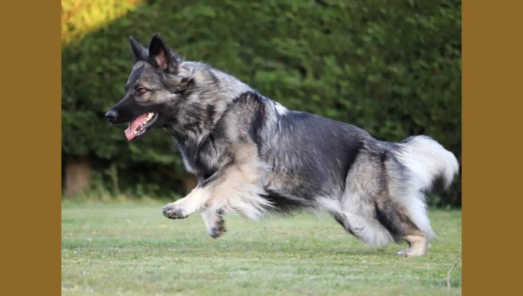 Myths About Silver Black German Shepherd