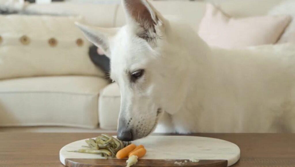 Nutrition and Dietary for White German Shepherd