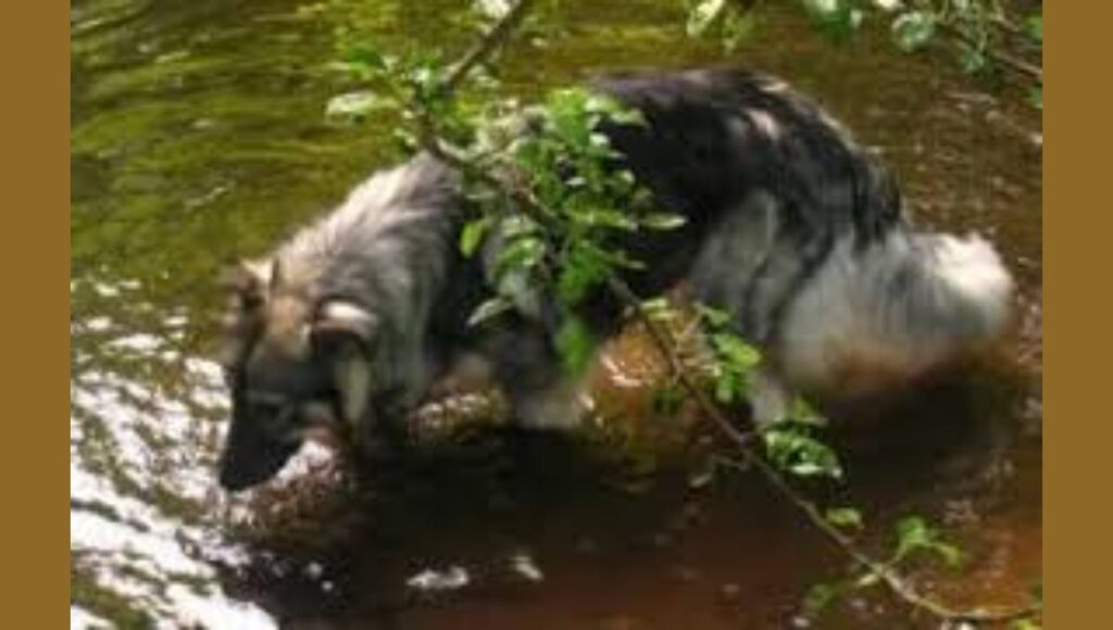 Nutrition and Exercise Requirements for American Alsatian dog