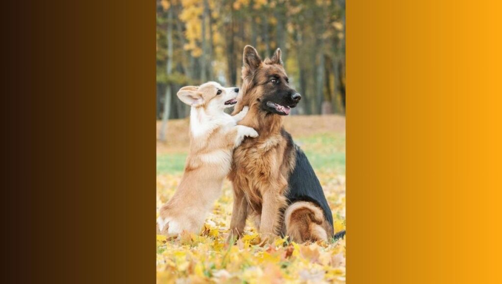 Personality Traits Comparison of Corgi and German Shepherd