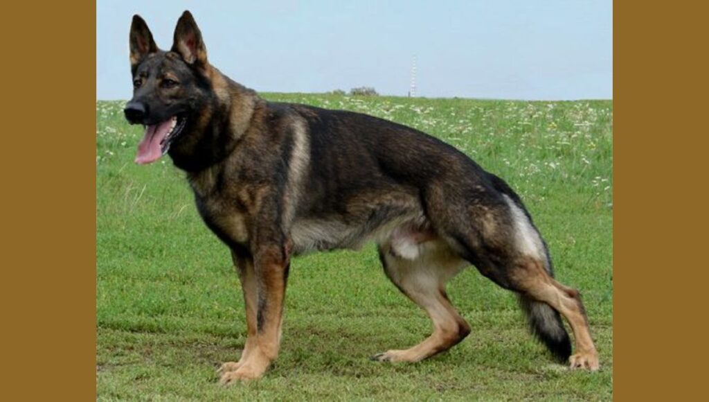 Personality Traits and Behavior of Czech German Shepherd