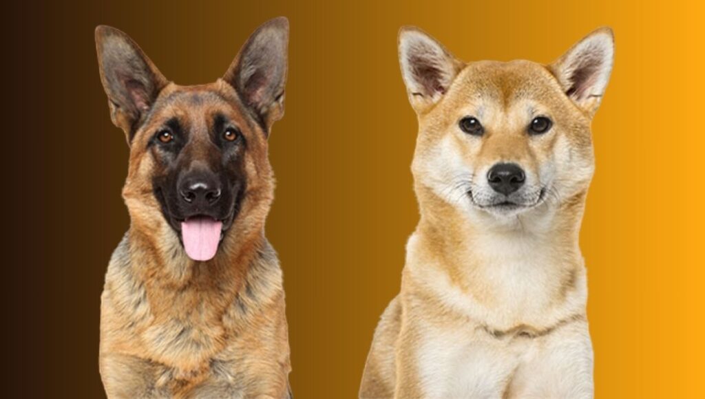 Personality Traits and Behavior of Shiba Inu German Shepherd Mix