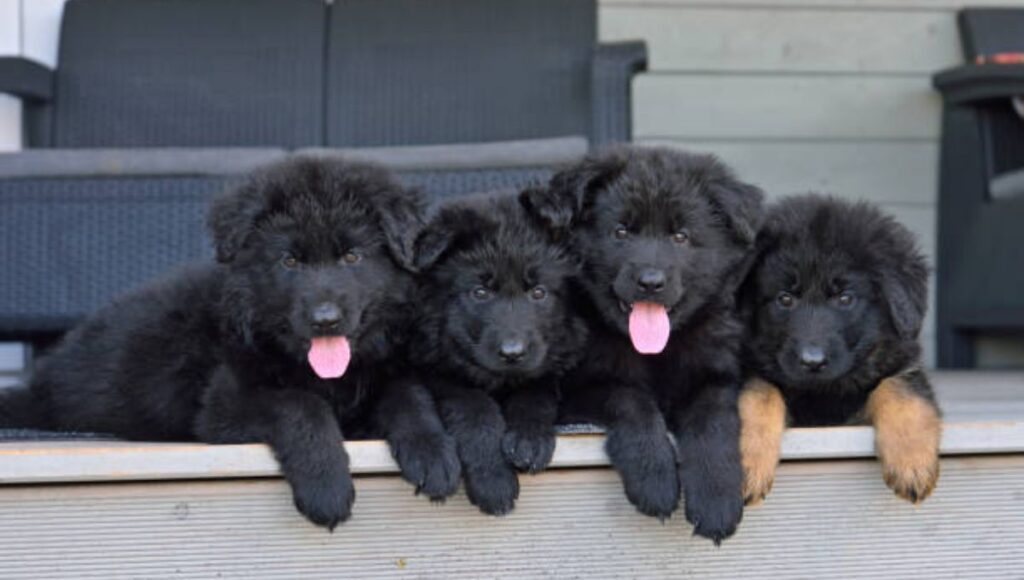 Personality Traits of Black German Shepherd Puppy