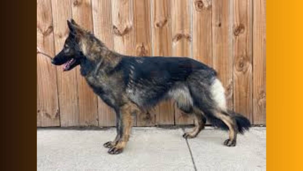 Personality Traits of German Shepherd Malinois mix