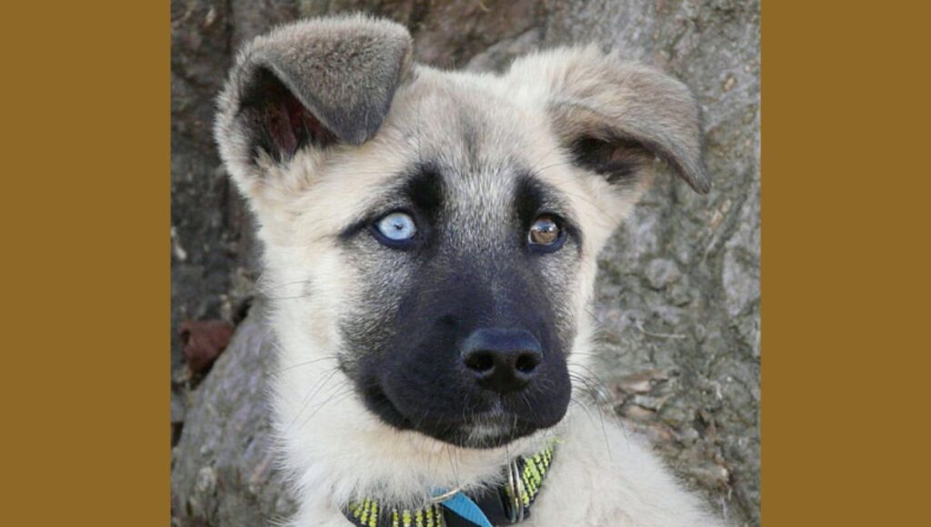 Personality Traits of White Blue German Shepherd