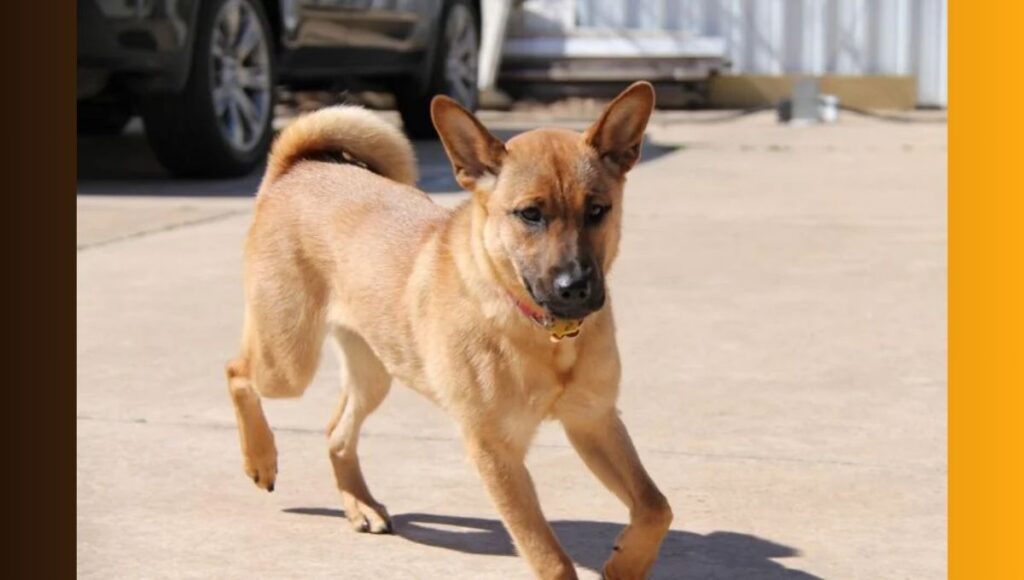 Physical Appearance of Shiba Inu German Shepherd mix