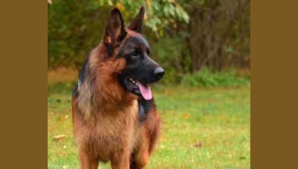 Physical Characteristics of European German Shepherd