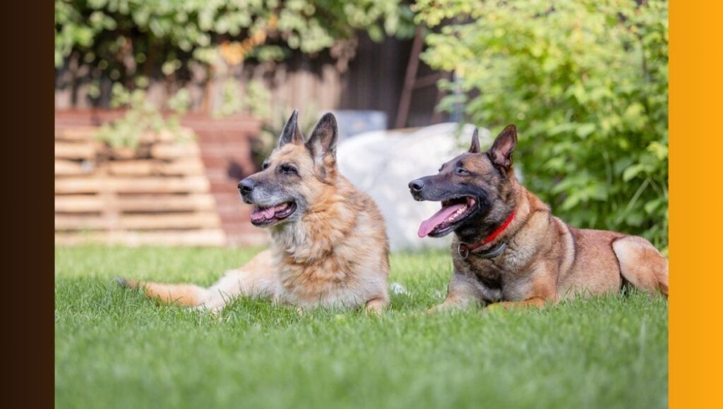 Physical Characteristics of German Shepherd Malinois mix