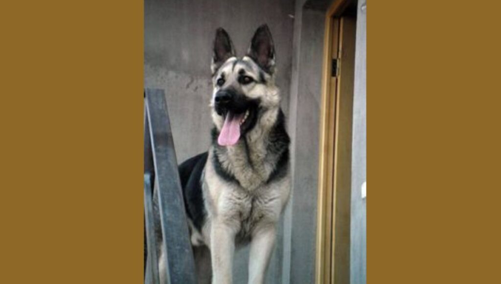 Physical Characteristics of Silver Black German Shepherd