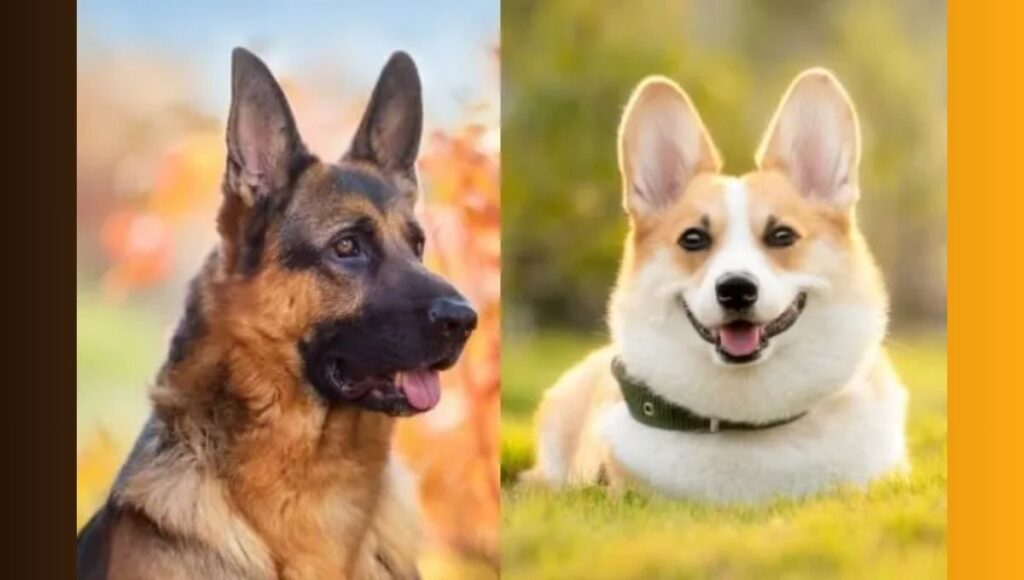 Physical Differences Between Corgi German Shepherd mix