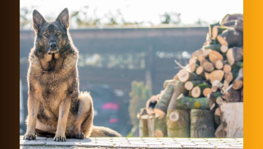 Physical Features of DDR German Shepherd
