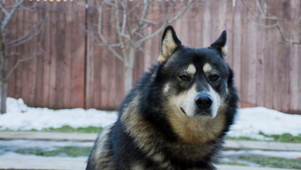 Physical Traits and Characteristics of Husky German Shepherd Dog mix
