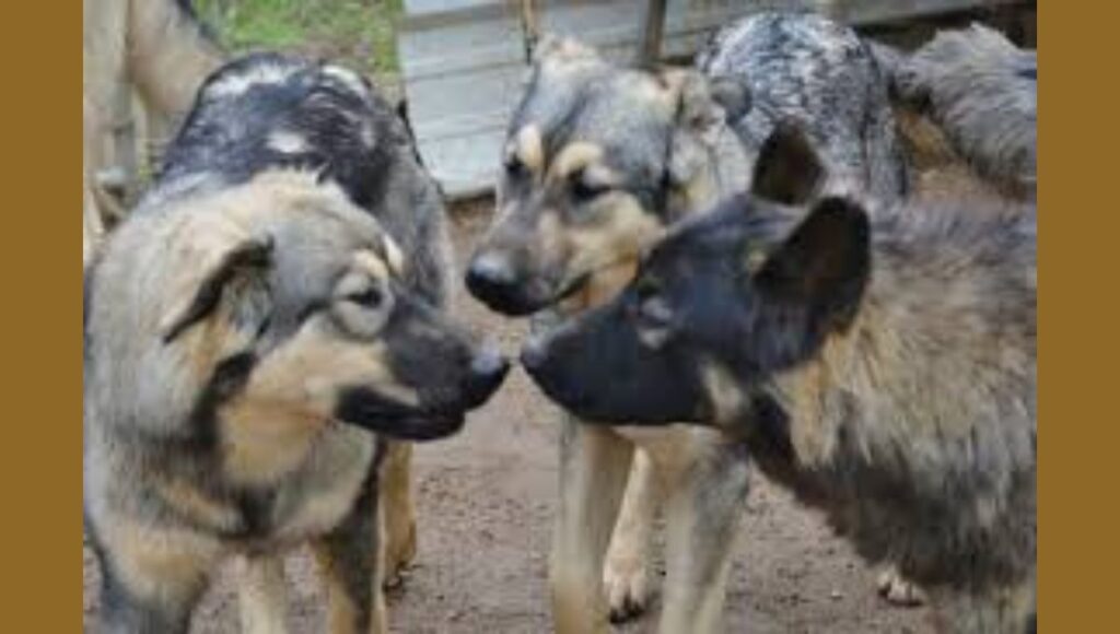Physical Traits and Temperament for American Alsatian puppy