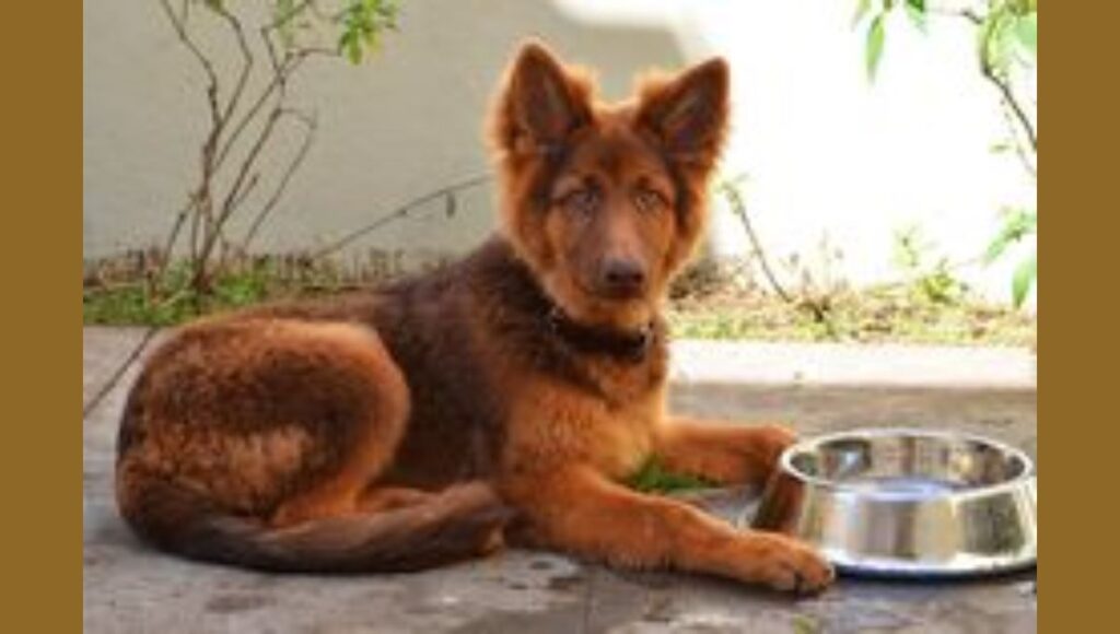 Popularity and Demand for Red German Shepherd
