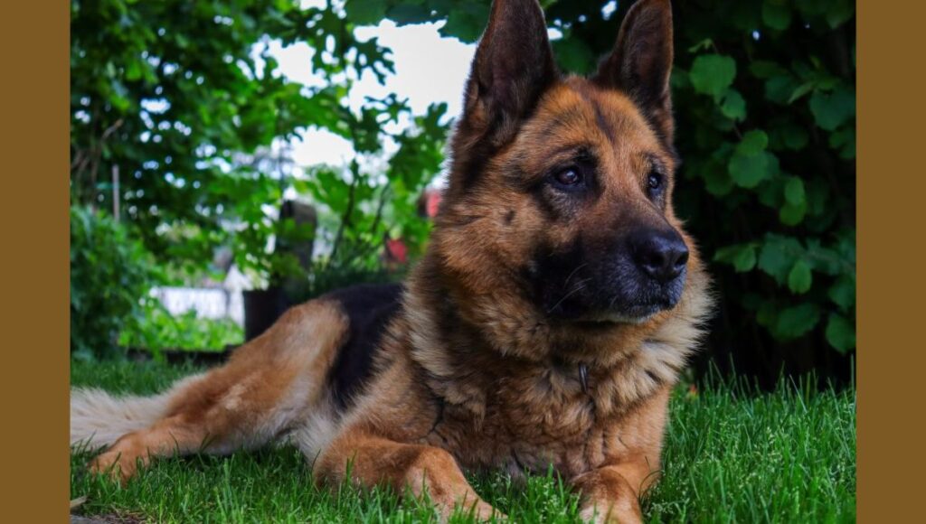 Popularity in Working and Show Circles for European German Shepherd