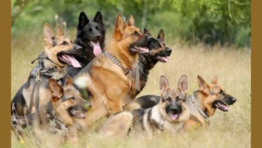 Red and Traditional Colors for Red German Shepherd