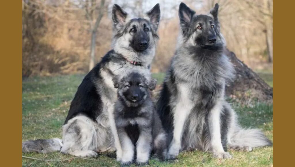 Reputable Breeder or Rescue for Silver Black German Shepherd