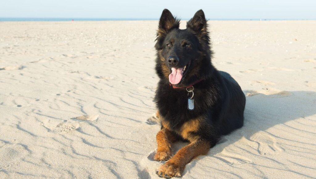 Size and Appearance of Czech German Shepherd
