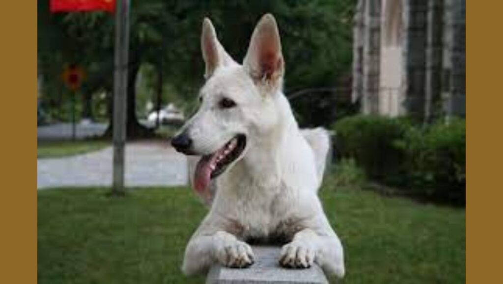 Socialization Importance for White German Shepherd Puppy