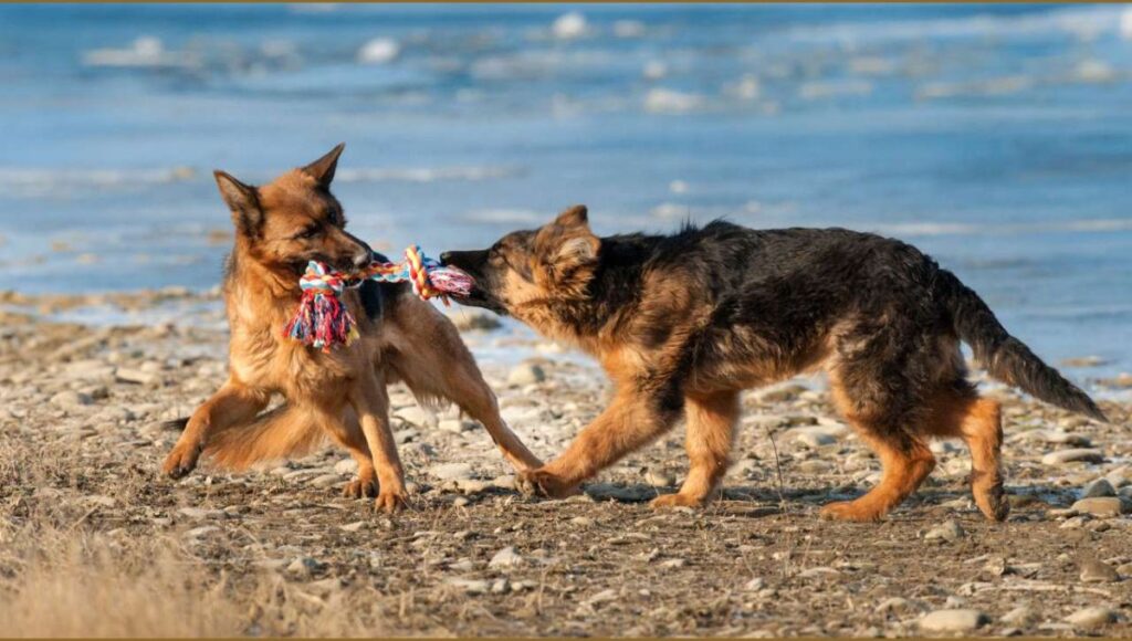 Socialization Needs for German Shepherd