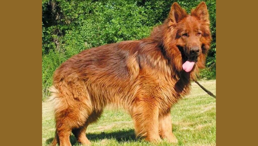 Temperament and Behavior Traits for Red German Shepherd