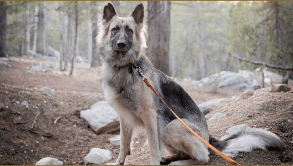 Temperament and Personality of Silver Black German Shepherd