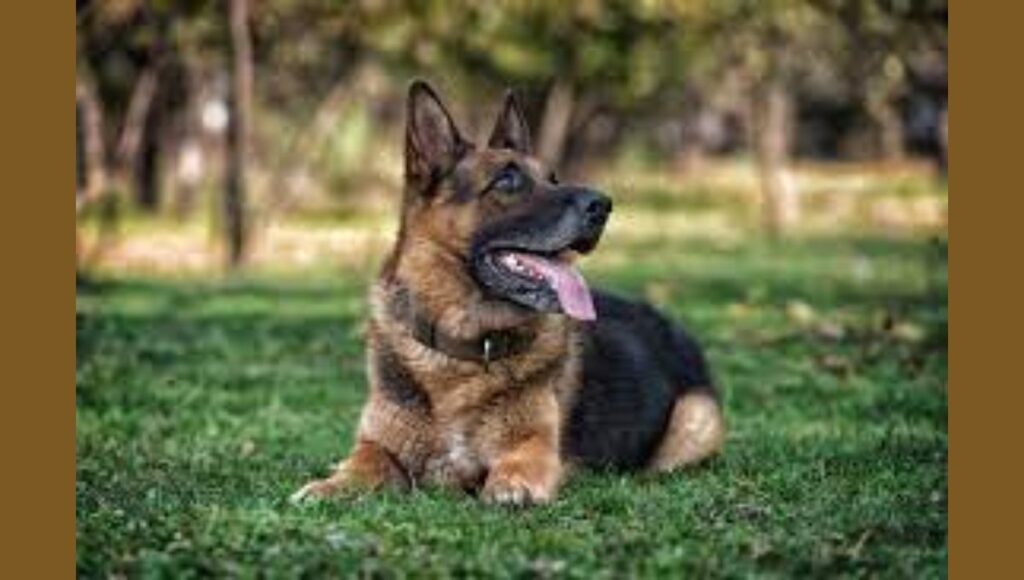 Tips for Choosing a European German Shepherd