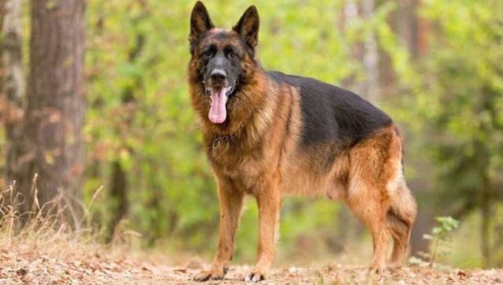 Training Considerations for European German Shepherd