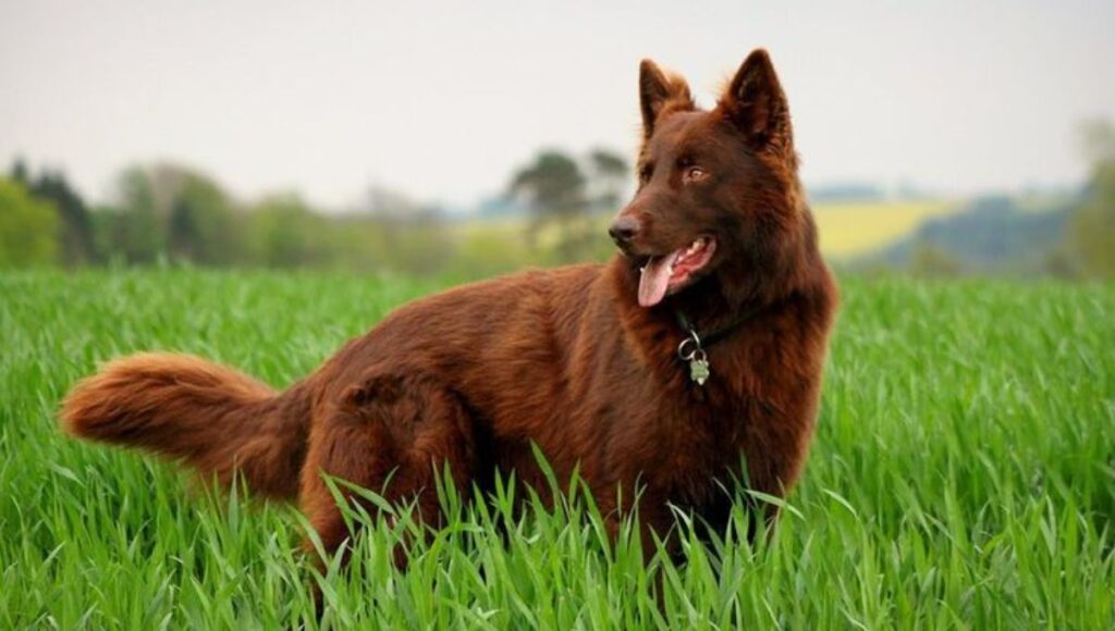 Training Requirements for Red German Shepherd