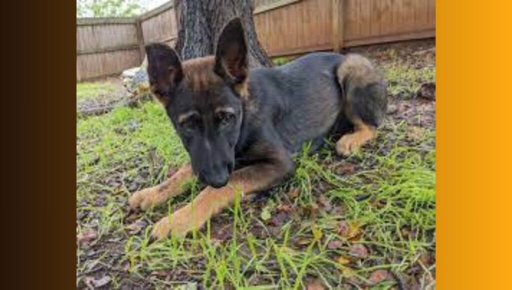 Training Techniques for German Shepherd Malinois mix